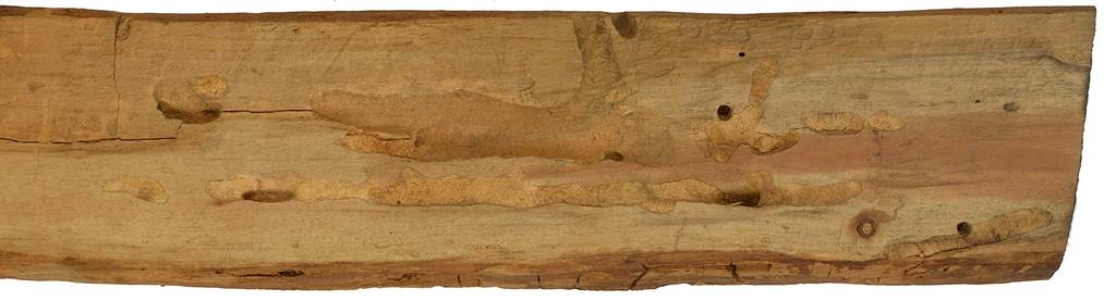 Pc CZ Salix caprea.JPG